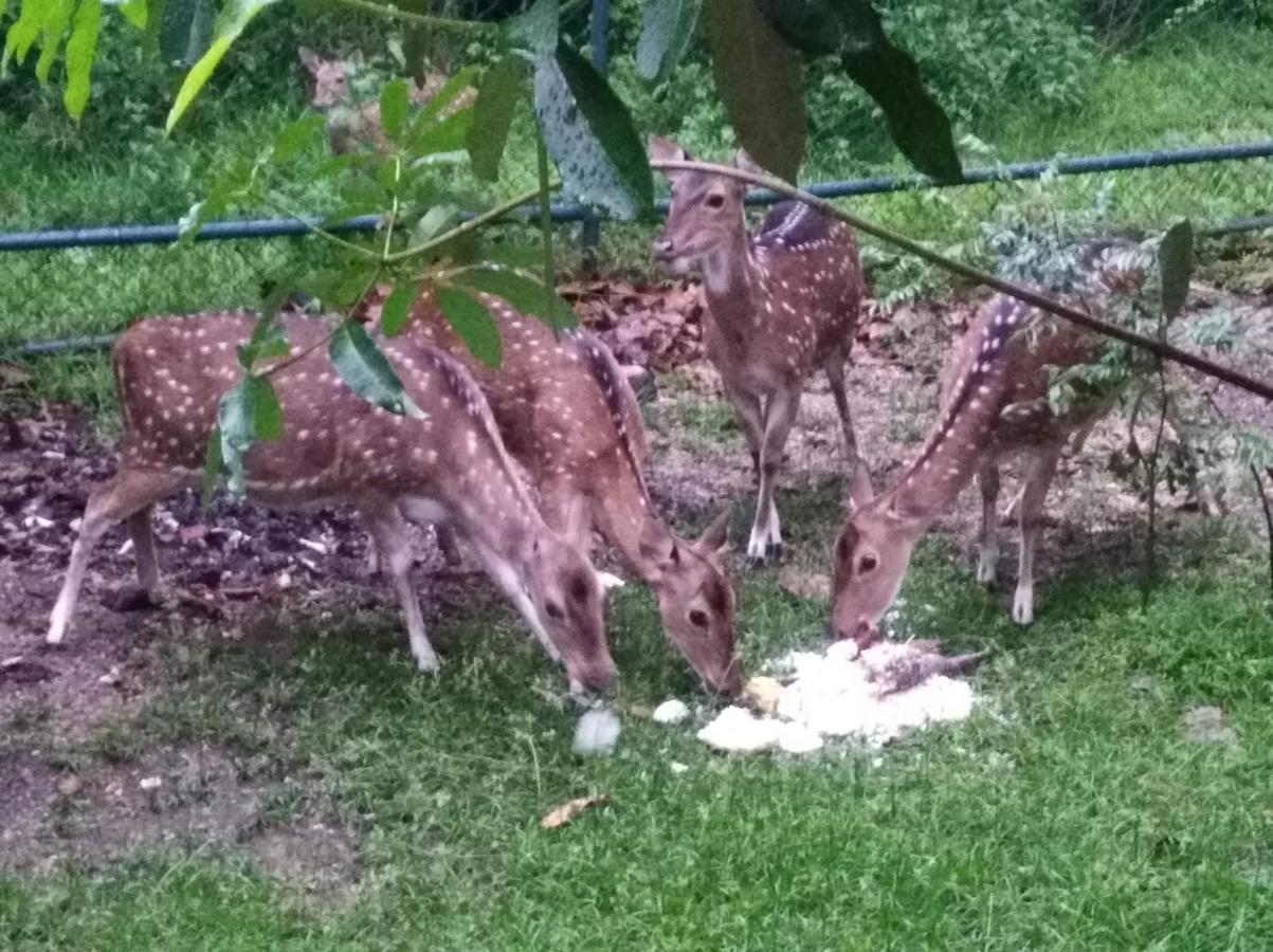 Deer Garden Guest Hotel Polonnaruwa Bagian luar foto
