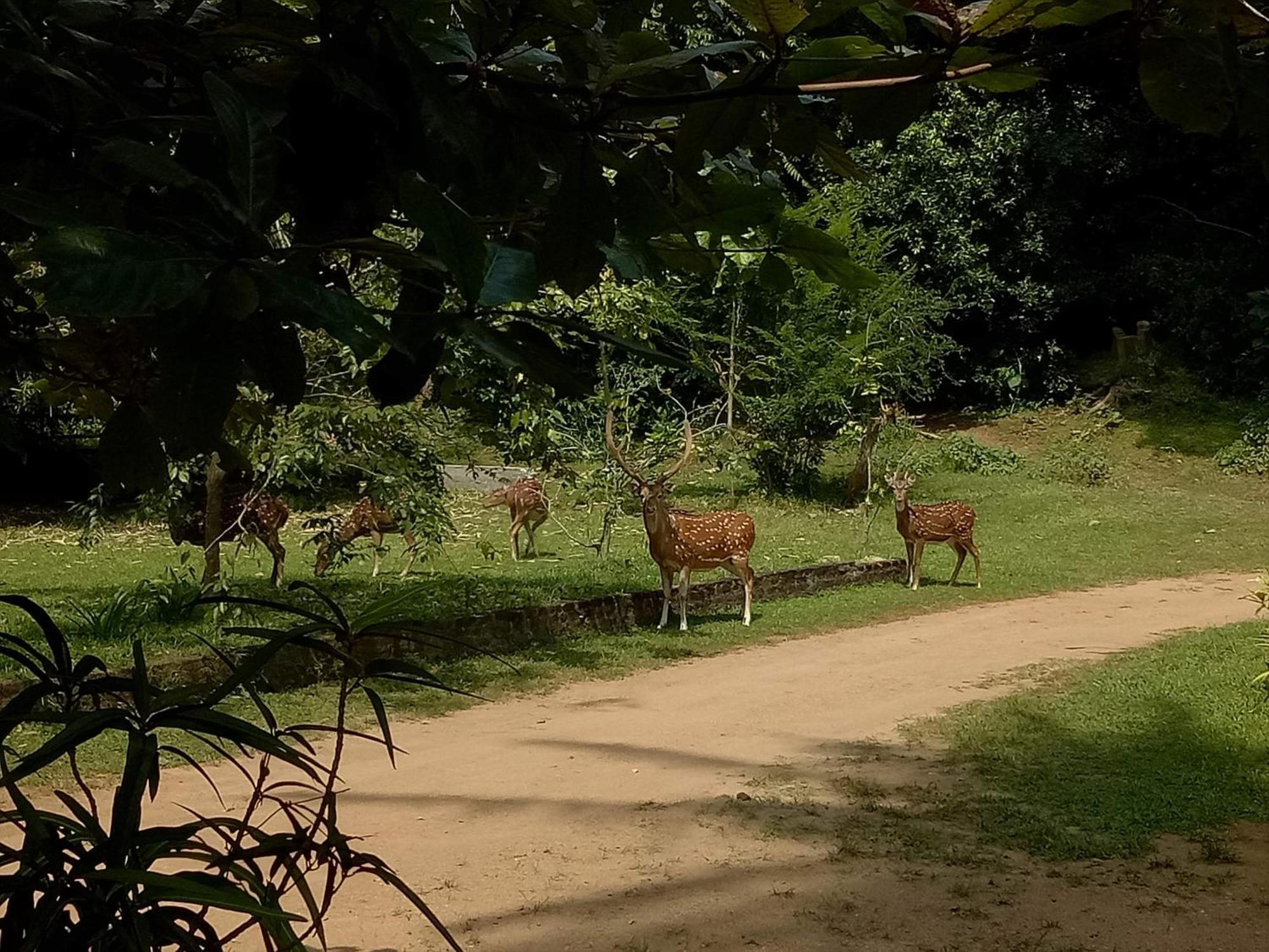 Deer Garden Guest Hotel Polonnaruwa Bagian luar foto