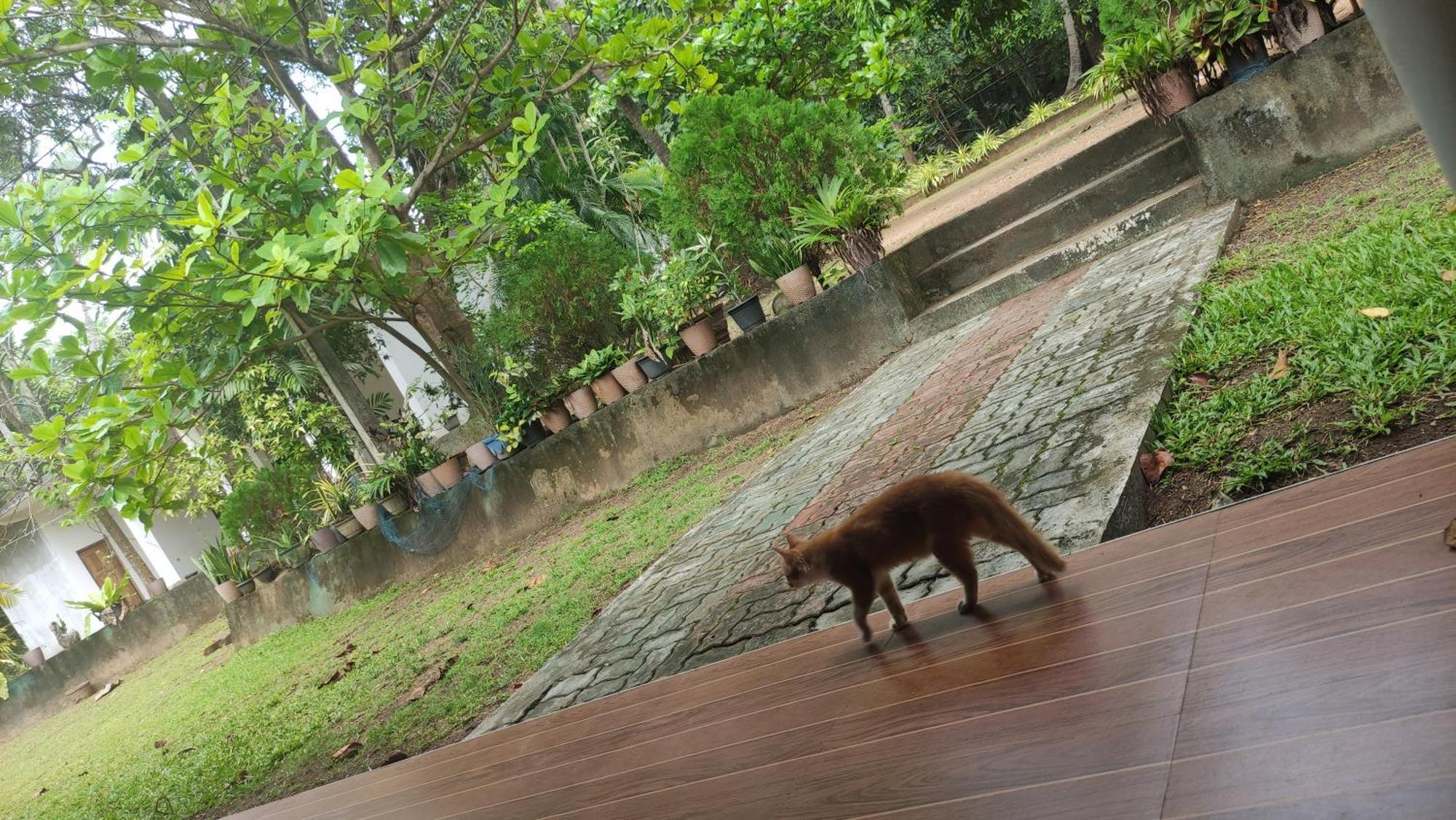 Deer Garden Guest Hotel Polonnaruwa Bagian luar foto
